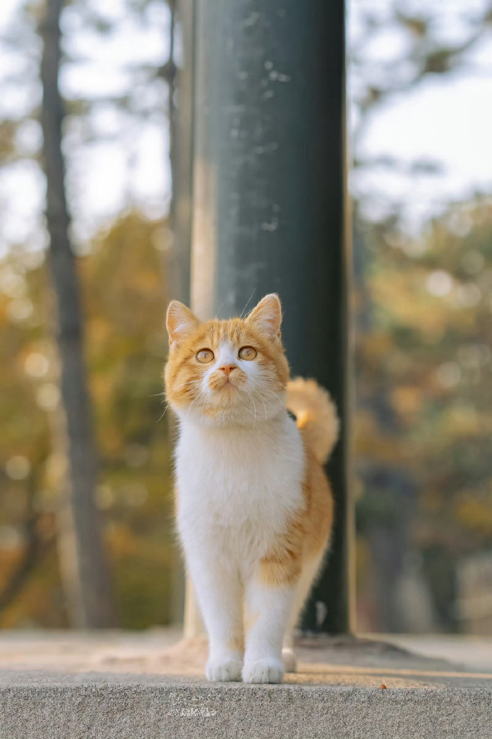 A small detail that makes cats dislike drinking water