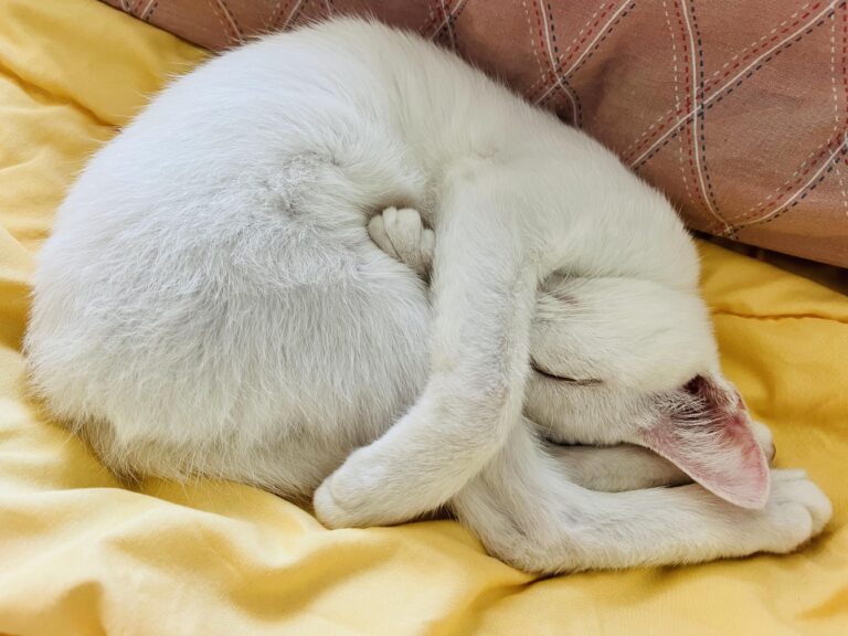 Why do cats cover their faces when they sleep?