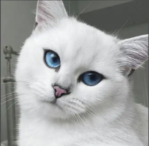 Do cat feel guilty after accidentally hurting you?