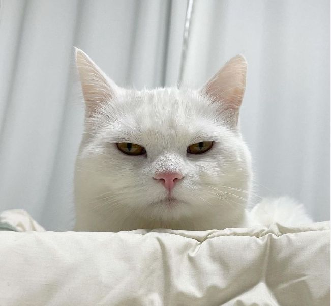 Why do cats sigh? Are they troubled by something?
