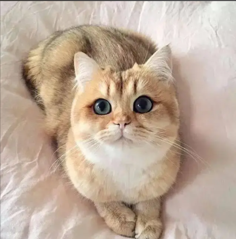 Here are 6 signs that your cat is already attached to you!