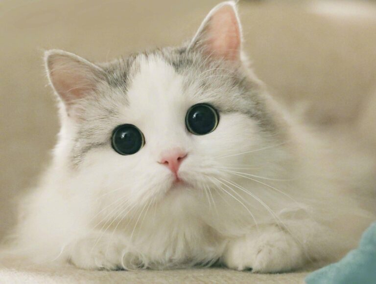 What does it mean when a cat runs around like crazy?