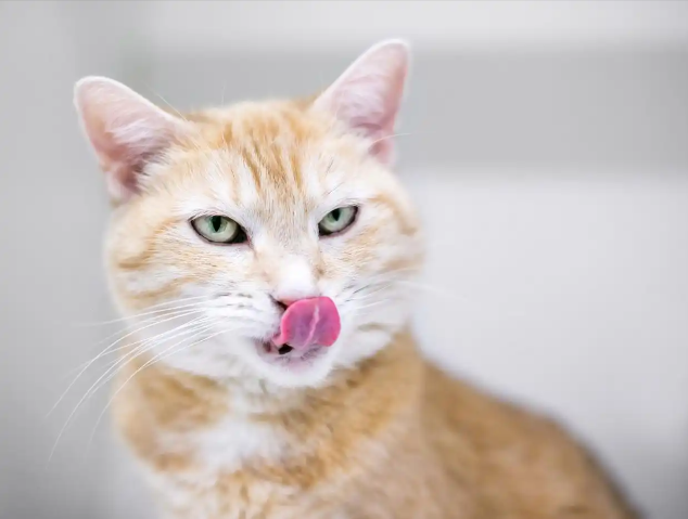 Can my cat tell if I’m sick?