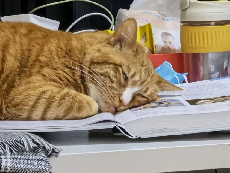 Why do cats roll their eyes when they sleep?