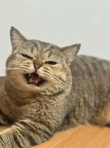 Is it normal for cats to not eat or drink after moving?