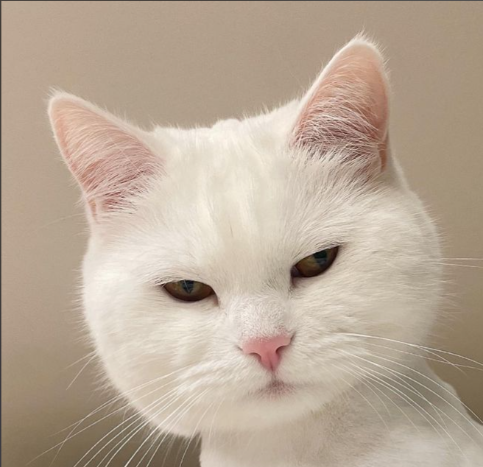 Why does my cat not like me touching her paws?