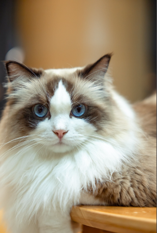 6 signs that your cat is a social butterfly. How many of these do your cats have?