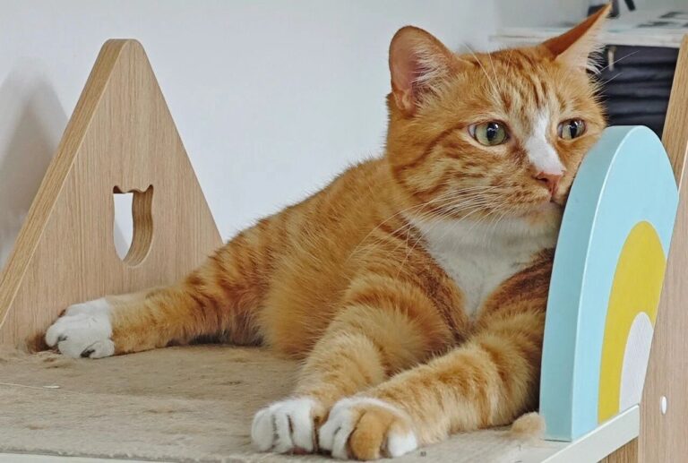 5 common strange behaviors of cat lovers are actually ways to express their love for cats