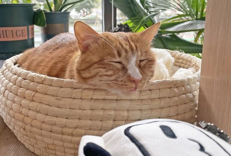 Do cats get sad when you leave them alone?