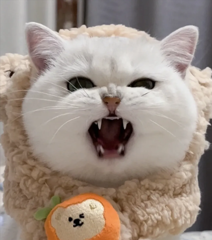 What signs will a cat show when it is angry? Will it show on its face?