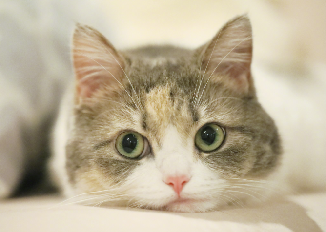 Why do cats lick themselves after eating?