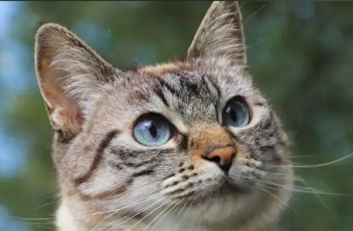 Why does my cat kick me like a rabbit?