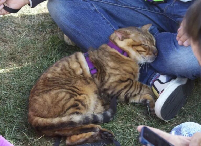 Why do cats like to sleep between my legs?