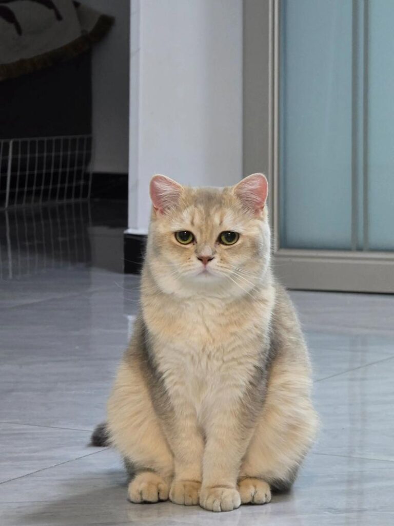 Will my cat at home notice if I pet a cat outside?