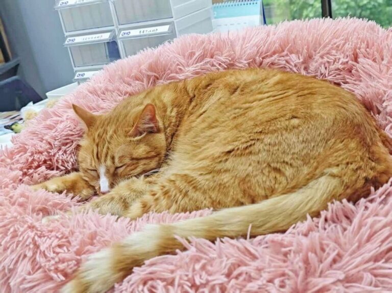 Why are cats so afraid of the cold even though they have a lot of fur?