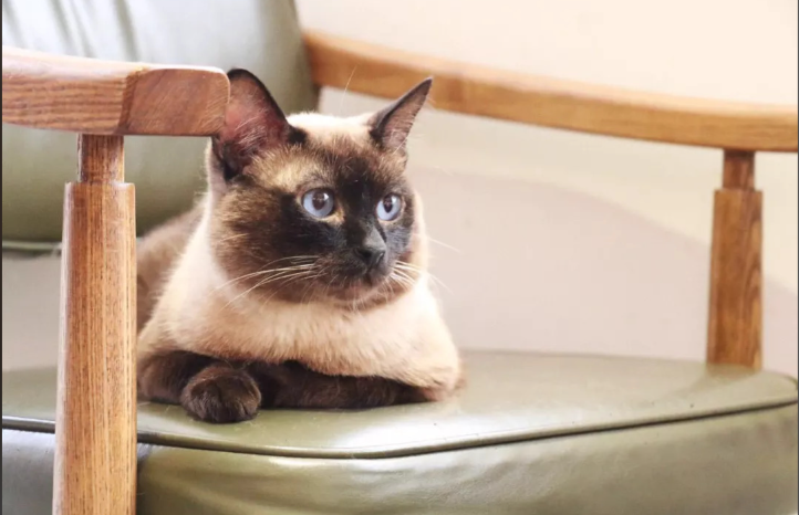 Will a cat be lonely at home? Should I get it a companion?