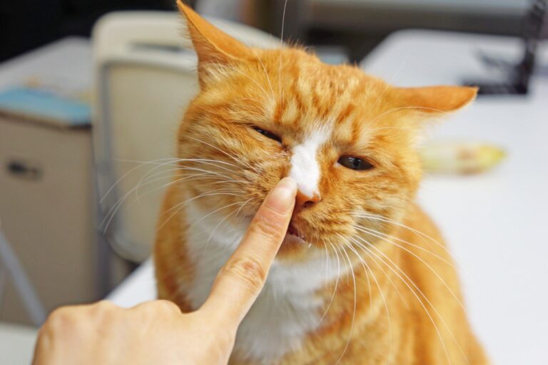Will your cat remember you? How long does its memory of its owner last?