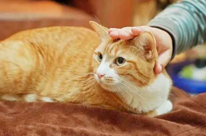 Why does my cat suddenly bite me after I’ve petted it until I’m happy?