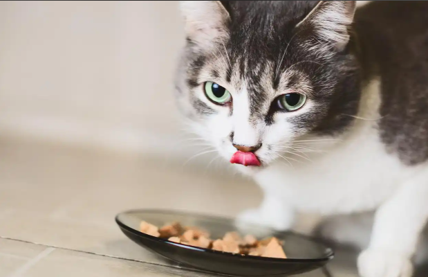 Why do cats bury their poop in front of their food?