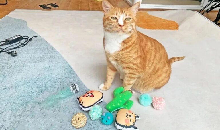 Don’t buy the wrong toys again! These are actually the two colors cats like best.